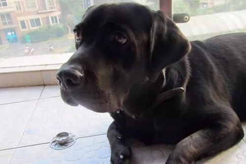 6只黑色拉布拉多成实验犬后,万人请愿求领养,可仍未挽回其性命