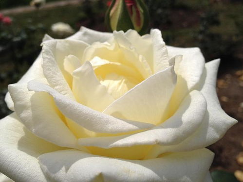 黑玫瑰的寓意,微信名，白玫瑰的含义代表什么？