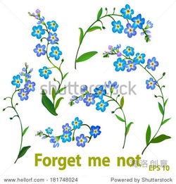 Spring blue flowers forget me not on white background.