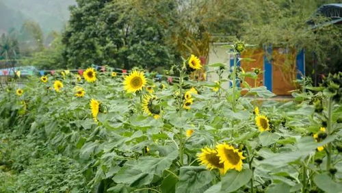 忙时栽果闲时种花,太平北坑农民开动脑筋盘活土地