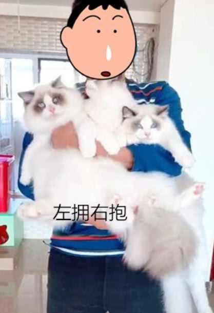 男子养18只布偶猫,吃饭的场面很壮观,简直满屋子人民币的味道 