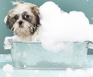 给你家怕水的狗狗洗澡时,如何与它斗智斗勇