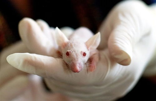 供不应求 新冠疫苗实验小鼠紧缺 或将影响研发进展 