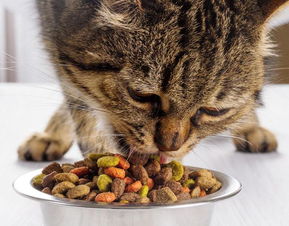 猫咪也需要换粮,教你更换猫粮的小技巧