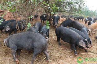 生态猪养殖挣钱吗 怎么养 附管理模式