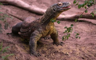 最新研究发现 科莫多巨蜥不交配也能繁殖 