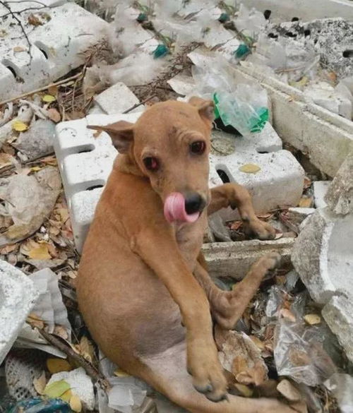汶川地震中,那只守着废墟主人不吃不喝的狗,怎么样了