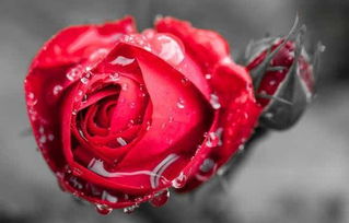 爱莎玫瑰花语是什么？