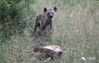 六维自然 鬣狗冷眼看蟒蛇猎杀羚羊,最后却从蛇口硬抢猎物 