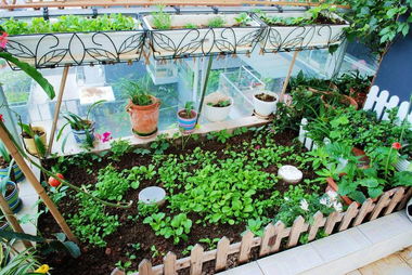 盆栽蔬菜的种植条件和种植方法,如何在阳台上种植蔬菜?哪些蔬菜适合在阳台上种植