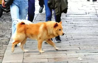 广场舞电动车养狗族,请看 蚌埠市城市管理条例 