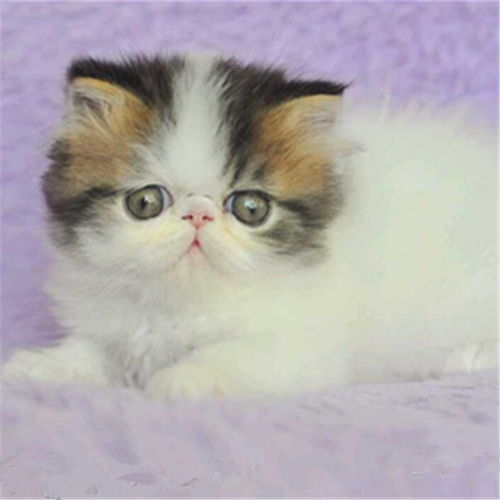 图 广州出售纯种加菲猫多少钱加菲猫价格 广州宠物猫 