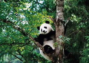 有关熊猫的知识有哪些(有关熊猫的知识有哪些书)