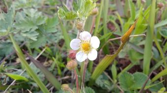 漂亮的野花开在生态农场