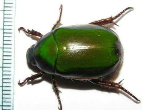 背部绿色的大昆虫 飞到家里了 什么虫 有毒吗 