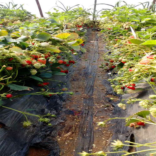草莓苗不长怎么办,草莓苗即将进入定植期，预防草莓死棵，您做好预防措施了吗