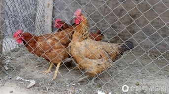 鸡宝价格 河北一村民杀鸡得鸡宝 或价值数万