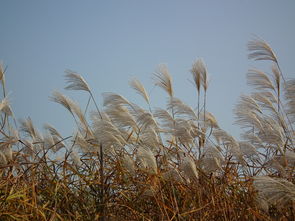 芦花与白毛草