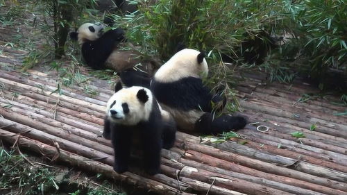 国外想要租借中国大熊猫的代价有多大 有的有钱也租不到 