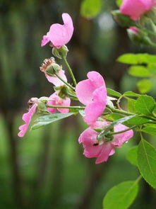 雨后 花