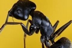 家里出现大的黑蚂蚁家里很多黑蚂蚁跟风水有关(家里为什么有大黑蚂蚁)
