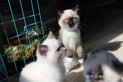 有什么卖猫的app 