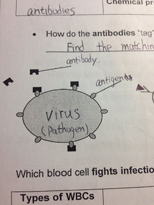 免疫系统 抗体,抗原,之间是什么关系 