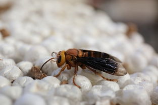 世界上最大的马蜂，体长7厘米/翅展长9.35厘米(是(世界上最小的蜂鸟体长约多少)