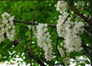 槐花饺子馅怎么做好吃 