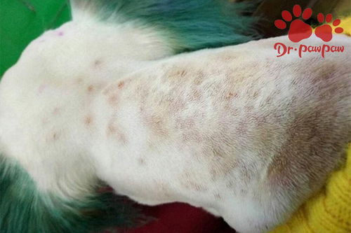 2个月的狗有皮肤病