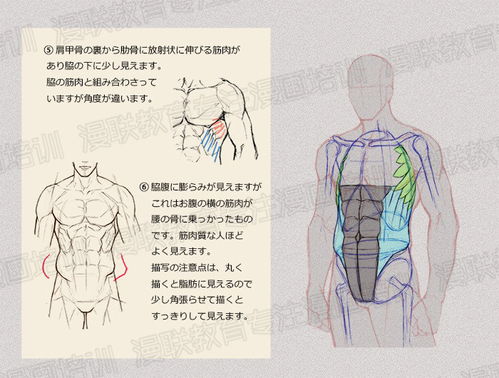 零基础学绘画教程 如何正确掌握绘画人体结构 下篇