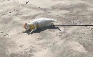 网友为防止猫咪跑丢,把牵引绳绑在水桶上,猫 肌肉都练出来了