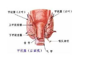 甲状腺后面观图 信息图文欣赏 信息村 K0w0m Com