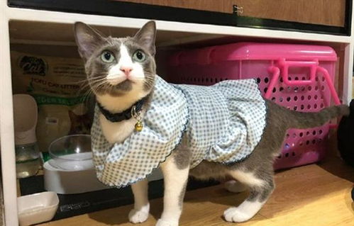 奶奶起初嫌烦抗拒养猫,可奶猫在家一周后,已经做起了猫用花衣裳