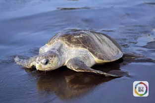 数十万海龟拥至海滩产卵 当地人售卖茶叶海龟蛋 