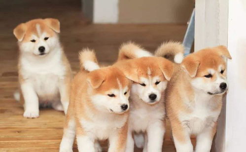全球3大最漂亮的狗狗,秋田犬上榜,来自日本十分受人喜爱