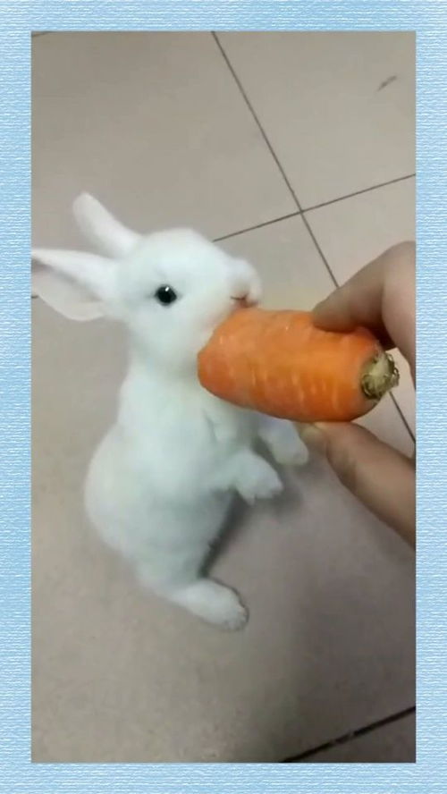 小白兔吃萝卜 