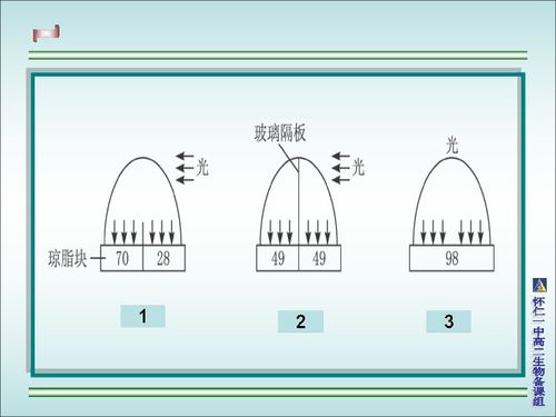 生长素的运输