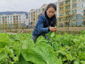 60多平方的菜地,一年租金50元,这种好事哪里有