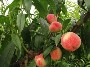 水蜜桃果肉是什么颜色,为什么有的桃子里面是绿的？
