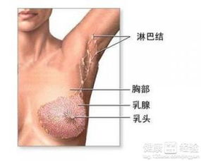 乳腺癌治愈的可能性有多大