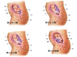 原创怀孕六个月胎儿图！