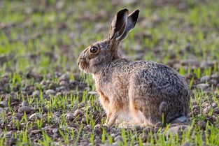 欧洲野兔 搜狗百科 