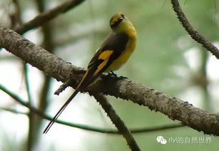 今日 长尾山椒鸟 Long tailed Minivet 