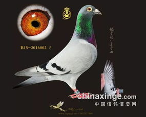 速霸龙鸽系 中国天一新进名鸽 创纪录 