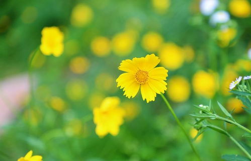 此花所寓意的是积极向上的,是祥瑞的花,也是自信的象征 