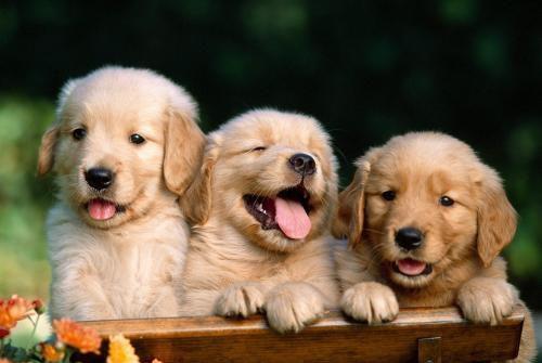 地球上10大性格最温顺的狗狗,泰迪和二哈上榜,有你家爱犬吗 
