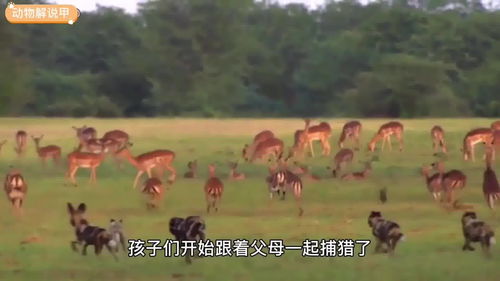 燃 非洲野狗击败雄狮,单亲妈妈为丈夫报仇雪恨 