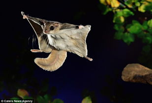 摄影师抓拍夜间活动的 飞天鼠 组图