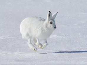 白靴兔 自带大码雪地靴 